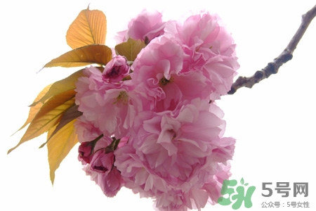 清明節(jié)掃墓能不去嗎？清明節(jié)上墳必須去嗎？