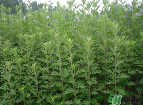 清明菜是什么？清明菜和艾草的區(qū)別 