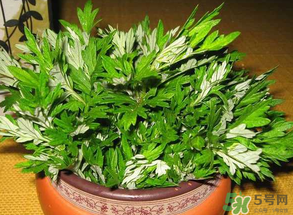 清明菜是什么？清明菜和艾草的區(qū)別 