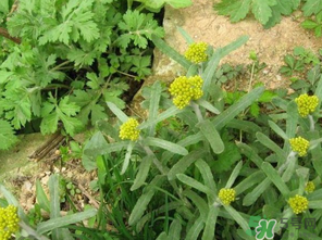 清明菜是發(fā)物嗎？清明菜是不是發(fā)物？