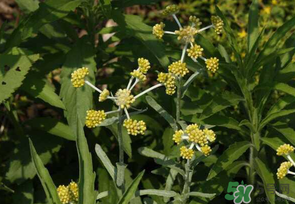 清明菜是發(fā)物嗎？清明菜是不是發(fā)物？