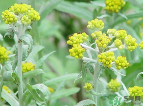 清明菜是發(fā)物嗎？清明菜是不是發(fā)物？