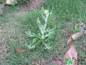 清明菜不能和什么同吃？清明菜和什么相克？