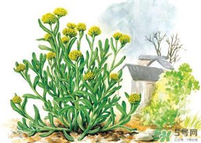 清明草叫什么？清明草有幾種？
