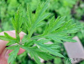 清明草是艾草嗎？清明菜是什么草？