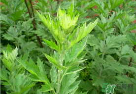 清明草是艾草嗎？清明菜是什么草？