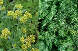 清明草能吃嗎？清明草花可以吃嗎？