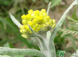 清明草能吃嗎？清明草花可以吃嗎？