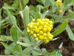 清明草能吃嗎？清明草花可以吃嗎？