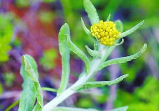 清明菜是發(fā)物嗎？清明菜是不是發(fā)物？