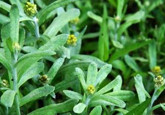 清明菜能治哮喘嗎？清明菜可以治哮喘嗎？