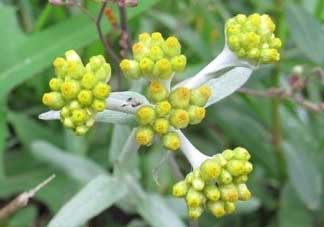 清明草能吃嗎？清明草花可以吃嗎？