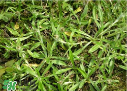 清明草可以做菜吃嗎？清明草能炒來吃嗎？