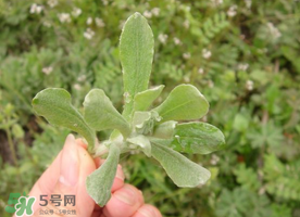 清明草可以曬干嗎？清明草曬干有什么功效？