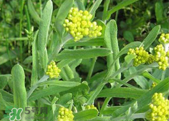 清明草可以種植嗎？清明草怎么種植？