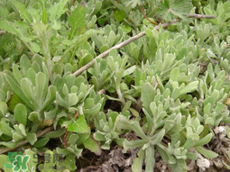清明草可以種植嗎？清明草怎么種植？