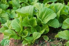 春分吃春菜有什么好處？春菜有什么營(yíng)養(yǎng)價(jià)值？