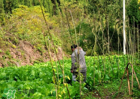 清明節(jié)種什么菜？清明節(jié)前后種什么菜？