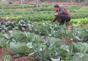 清明節(jié)種什么菜？清明節(jié)前后種什么菜？