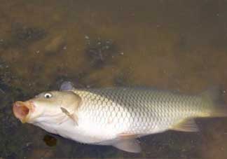 春分能夜釣嗎？春分能釣鯉魚嗎？