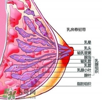 胸小會(huì)不會(huì)沒奶水 胸大小和奶水少有關(guān)系嗎