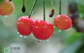 櫻桃掉果怎么回事？櫻桃掉果怎么處理？