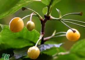 櫻桃樹(shù)幾年結(jié)果？櫻桃樹(shù)不結(jié)果怎么回事？