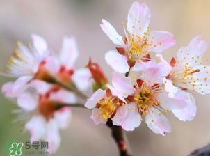 櫻桃需要授粉樹嗎？櫻桃需要什么授粉樹？