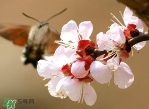 櫻桃需要授粉樹嗎？櫻桃需要什么授粉樹？