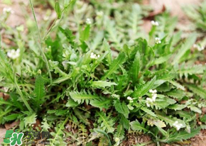 薺菜什么時(shí)候開花？薺菜花什么時(shí)候采？