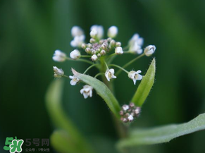 薺菜什么時(shí)候開花？薺菜花什么時(shí)候采？