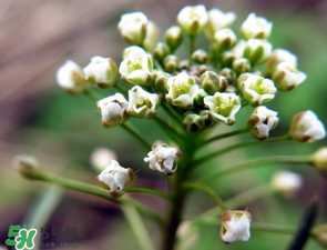 薺菜什么時(shí)候開花？薺菜花什么時(shí)候采？