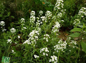 薺菜花可以泡茶嗎？薺菜花泡茶喝有什么功效？