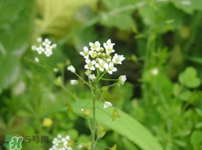 薺菜花可以泡茶嗎？薺菜花泡茶喝有什么功效？