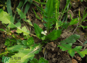 便秘能吃薺菜嗎？便秘可以吃薺菜嗎？