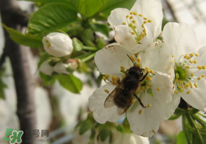 櫻桃怎么授粉？紅燈櫻桃怎么授粉？