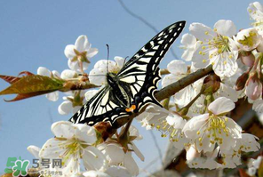 櫻桃怎么授粉？紅燈櫻桃怎么授粉？