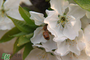 櫻桃怎么授粉？紅燈櫻桃怎么授粉？