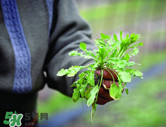 糖尿病人能吃薺菜嗎？糖尿病人可以吃薺菜嗎？