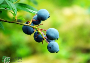 藍(lán)莓一天吃多少為宜？藍(lán)莓每天吃多少合適？