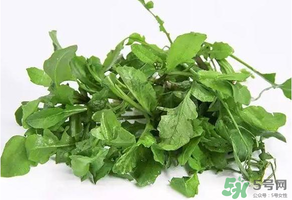 薺菜有毒嗎？吃薺菜會中毒嗎？