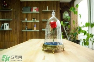 camino美女與野獸音響多少錢？camino玫瑰藍牙音箱價格