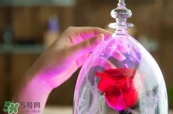 camino美女與野獸音響多少錢？camino玫瑰藍牙音箱價格