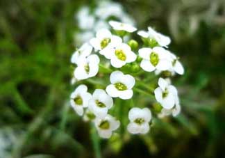薺菜花可以泡茶嗎？薺菜花泡茶喝有什么功效？