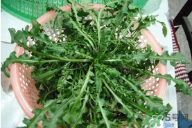 野生薺菜孕婦能吃嗎？野薺菜孕婦可以吃嗎？