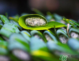 蒿子粑粑能吃嗎？蒿子粑粑可以吃嗎？