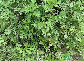 蒿子是發(fā)物嗎？蒿子是不是發(fā)物嗎？