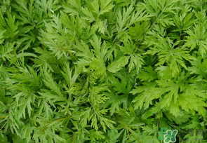 蒿子是發(fā)物嗎？蒿子是不是發(fā)物嗎？