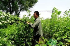 艾草是哪個季節(jié)的？艾草是什么季節(jié)采摘？