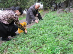 蒿子怎么保存？蒿子能放速凍保存嗎？